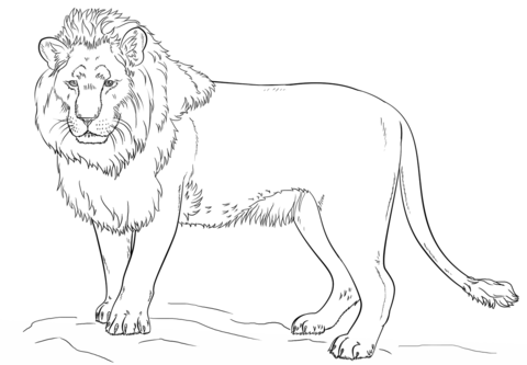 Standing Lion Coloring Page